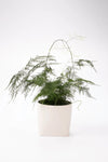 Somma vit kruka 14 cm | Somma white pot | Somma weiß Blumentopf