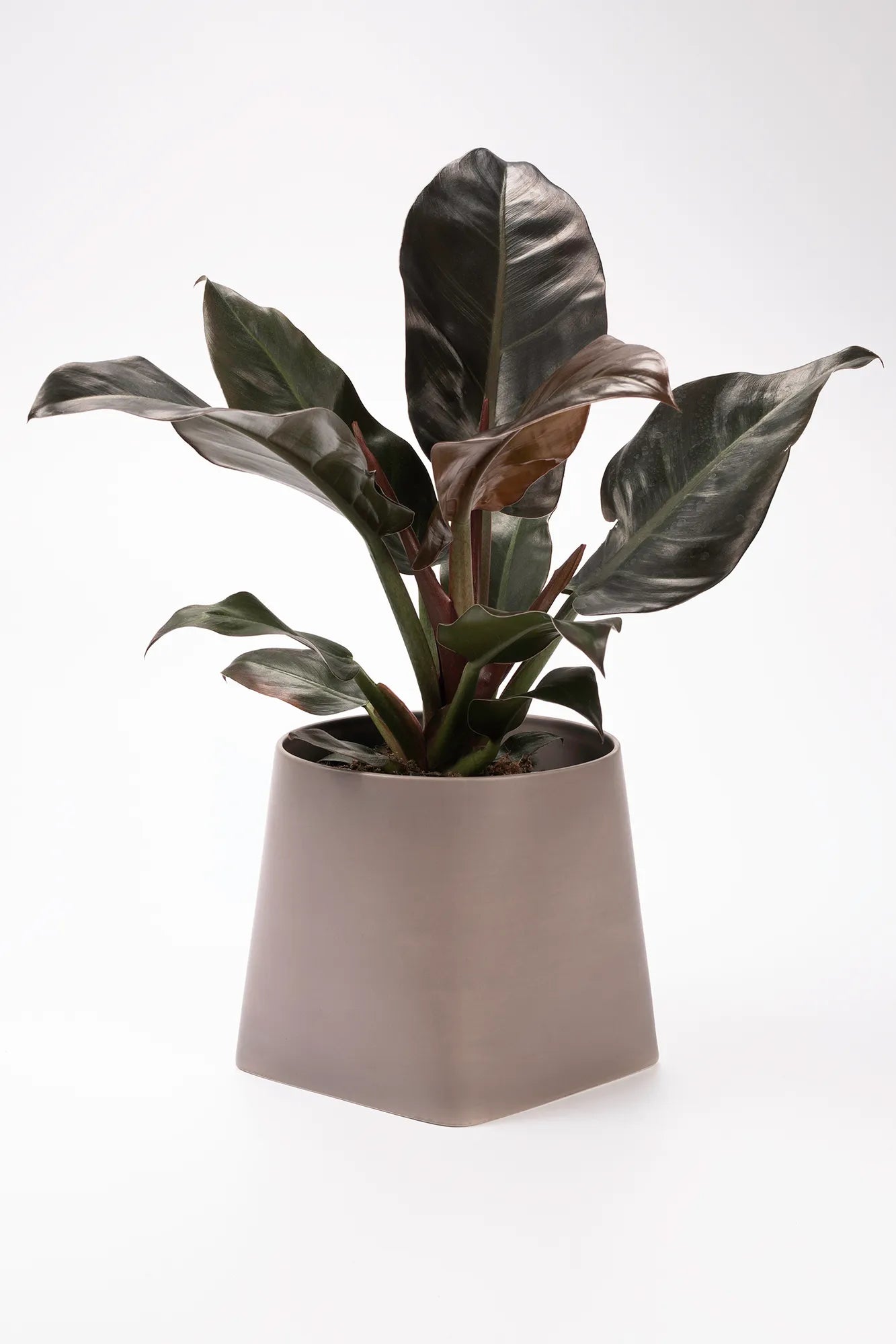 Somma grå kruka 20 cm stilren belysning | Somma grey pot minimalist | Somma grau Blumentopf minimalistische Beleuchtung